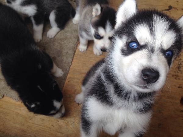 5 Funniest Ads on Houston Craigslist