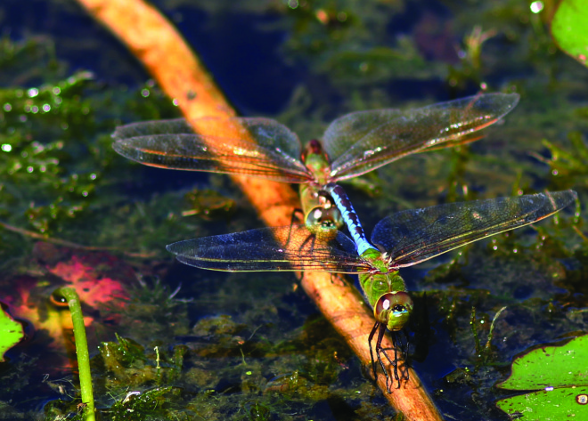 mating emperors