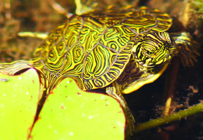 water-turtle