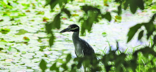 Wild in Houston: An island in the lake at Hermann Park
